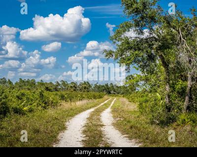 Escursioni a piedi e in bicicletta nella Deer Prairie Creek Preserve il giorno estivo di nuvole bianche cielo blu a Venezia, nel sud-ovest della Florida USA Foto Stock