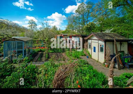 Giardino di assegnazione, giardino naturale, Lipsia-Plagwitz, Lipsia, Sassonia, Germania Foto Stock