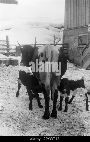 Vitelli con vacca nutrice in un cortile vicino a San Johann im Pongau. Foto non datata, probabilmente dall'inverno del 1938/39. Foto Stock