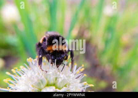 Bumblebee su un fiore. Vista dalla macro anteriore. Primo piano Foto Stock