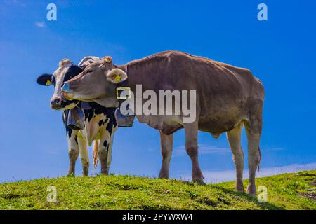 Hornless Allgaeu bestiame svizzero bruno, paesaggio alpeggio vicino Immenstadt, Alpi Allgaeu, Allgaeu, Baviera, Germania Foto Stock