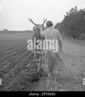 Un giovane agricoltore aratri un campo con una squadra di cavalli. Foto non datata. Foto Stock