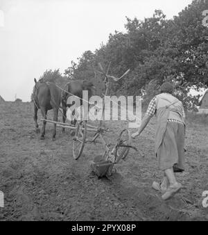 Un giovane agricoltore aratri un campo con una squadra di cavalli. Foto non datata. Foto Stock