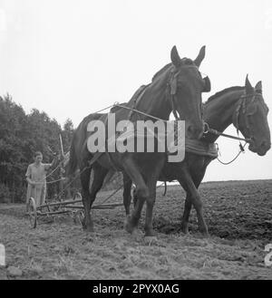 Un giovane agricoltore aratri un campo con una squadra di cavalli. Foto non datata. Foto Stock