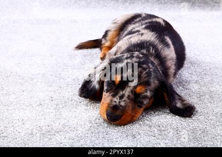 Cucciolo di ananas addormentato adagiato su un tappeto grigio con spazio copia Foto Stock