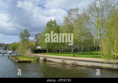 Wannsee, riva, giardino della Villa Liebermann, Am Grossen Wannsee, Wannsee, Steglitz-Zehlendorf, Berlino, Germania Foto Stock