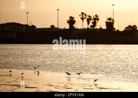 Larnaca, Larnaca, Cipro. 5th maggio, 2023. Gli uccelli sono visti nel lago salato vicino all'aeroporto internazionale di Larnaca durante l'alba. (Credit Image: © Kostas Pikoulas/ZUMA Press Wire) SOLO PER USO EDITORIALE! Non per USO commerciale! Foto Stock