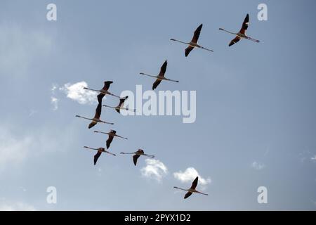 Larnaca, Larnaca, Cipro. 5th maggio, 2023. Un gregge di fenicotteri si vede volare sopra il lago salato vicino all'Aeroporto Internazionale di Larnaca. (Credit Image: © Kostas Pikoulas/ZUMA Press Wire) SOLO PER USO EDITORIALE! Non per USO commerciale! Foto Stock