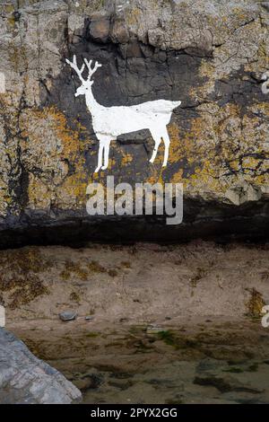 Stag bianco, dipinto su rocce a nord di Bamburgh Beach, Northumberland, Regno Unito Foto Stock