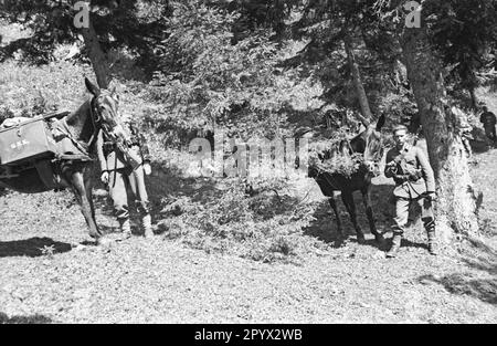 Durante un esercizio di un Gebirgsjaegerkompanie (compagnia di fanteria di montagna) sul Tegernsee: Soldati con i loro animali da imballaggio il marzo. Foto Stock