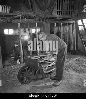 Un uomo anziano porta le tavole di sughero in una cappottatura per asciugarle. Foto non datata, probabilmente scattata negli anni '1930s. [traduzione automatica] Foto Stock