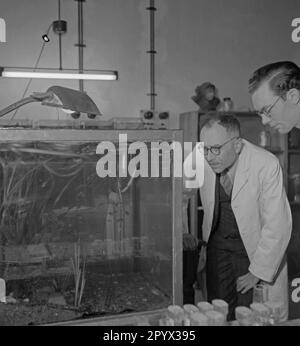 Due biologi osservano un acquario con pesci e alghe al Kaiser Wilhelm Institute for Biology di Berlino-Dahlem. Foto Stock