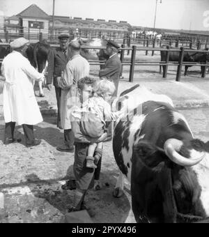 Foto non datata di un gruppo di commercianti di bestiame (alcuni in camici bianchi) che parlano al mercato del bestiame di Husum, Nordfriesland, Schleswig-Holstein. Sullo sfondo, le recinzioni di bestiame per il bestiame e gli edifici di mercato. Sul davanti, i bambini stanno accarezzando una mucca da latte della razza frisiana Holstein. Foto Stock