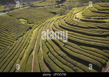 Vista aerea di un giardino da tè, piantagione di tè sull'isola di Sao Miguel Foto Stock