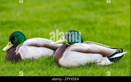 Primo piano di due anatre maschili di mallard (Anas platyrhynchos) che riposano sull'erba, Edimburgo, Scozia, Regno Unito Foto Stock