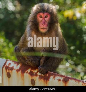 Un giovane macaco Yakushima in Giappone, guardando direttamente la macchina fotografica con uno sguardo intenso Foto Stock