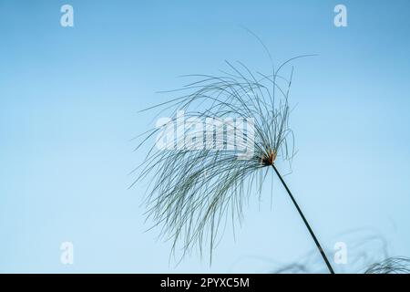 Foglia di papiro, ramo contro il cielo blu. Fiume Kwando, Namibia, Africa Foto Stock