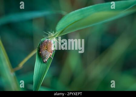 scarabeo marrone e nero con macchia gialla su foglie verdi pianta, presa in fuoco selettivo e primo piano macro con spazio di copia Foto Stock