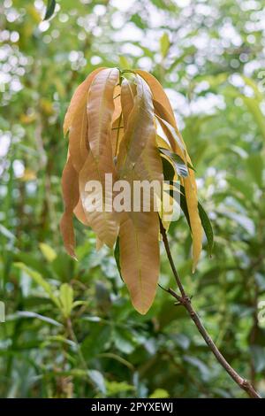 primo piano di una giovane pianta di mango con nuova crescita fogliare, su fondo naturale del giardino con focus selettivo Foto Stock