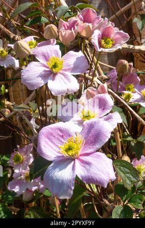 Vista ravvicinata di un Clematis Montana in fiore con molte delicate fioriture rosa. Foto Stock