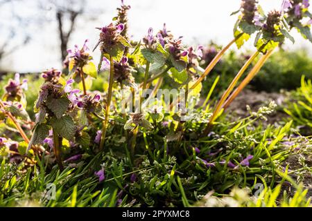 vista di superficie del cespuglio illuminato dal sole di piante deadortiche primo piano sul giardino nel giorno di primavera Foto Stock