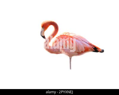 Flamingo, isolato, staccato, da editare. uccello rosso rosa. Elegante piumaggio. Uccello tropicale. singolo in piedi Foto Stock