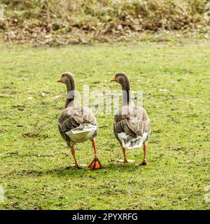 Due oche grigie selvatiche che camminano insieme su Un campo d'erba senza persone Foto Stock