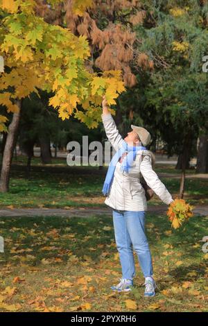 La foto mostra una giovane donna che sbucca le foglie di acero giallo dagli alberi in un parco autunnale. Foto Stock