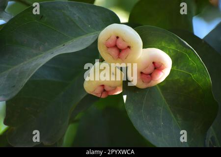 Mela Java nota anche come mela rosa o mela di cera Foto Stock