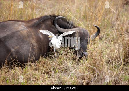 Un bufalo e un piccolo uccello riposano pacificamente in un lussureggiante campo erboso Foto Stock