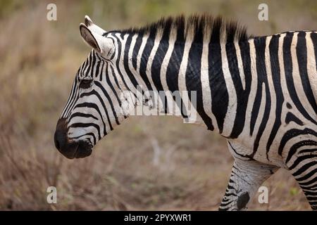 Un Zebras sorge in un campo di erba alta, di colore dorato, secca, le sue strisce contrastano con il paesaggio arido Foto Stock