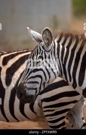 Due maestose zebre si trovano fianco a fianco sul bordo di un lago tranquillo, ammirando l'una l'altra con un'aria di dolce curiosità Foto Stock