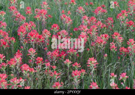 Entitremaf Paintbrush indiano, Castilleja indivisa Foto Stock