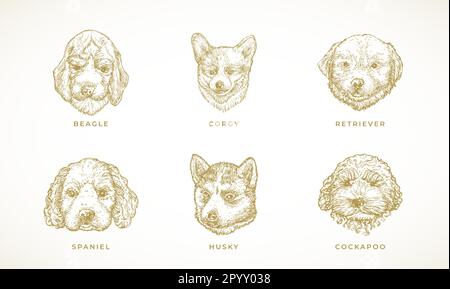 Cane razze illustrazioni Collezione. Set di schizzi per il viso di Spaniel, Corgy, Beagle, Retriever e Husky Puppy Dogs disegnati a mano. Incisione di disegni di stile Illustrazione Vettoriale