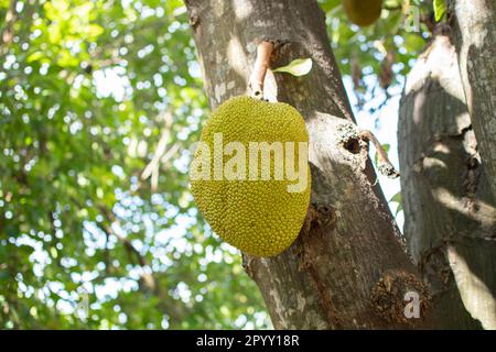 Gli alberi di jackfruit e jackfruit sono appesi da un ramo Foto Stock