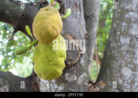 Gli alberi di jackfruit e jackfruit sono appesi da un ramo Foto Stock