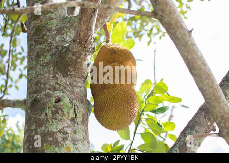 Gli alberi di jackfruit e jackfruit sono appesi da un ramo Foto Stock