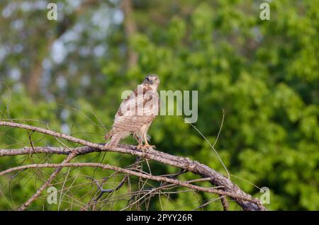 Hawk dalla coda rossa, Buteo jamaicensis, giovanile Foto Stock