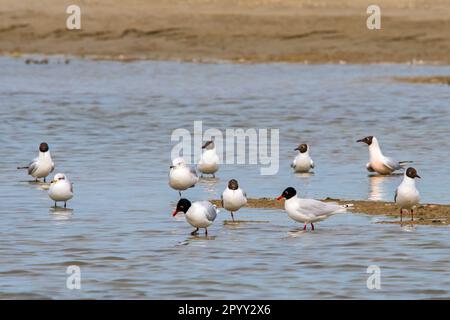 Due gabbiani mediterranei (Ichthyaetus melanocephalus / Larus melanocephalus) che riposano in acque poco profonde di stagno tra gli altri gabbiani in primavera Foto Stock