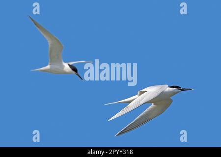 Due terns sandwich (Thalasseus sandvicensis / Sterna sandvicensis) adulti in allevamento precipitano in volo contro il cielo blu in primavera Foto Stock