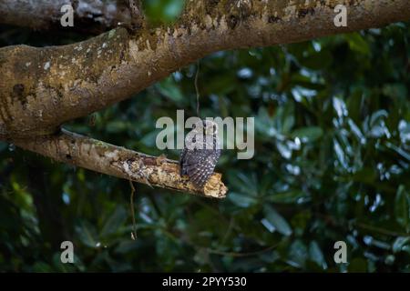 Un gufo macchiato seduto su un ramo di albero nella giungla durante le ore di crepuscolo. Questa è una specie di gufo piccolo Foto Stock