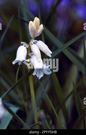 Bluebells, immagine macro Foto Stock