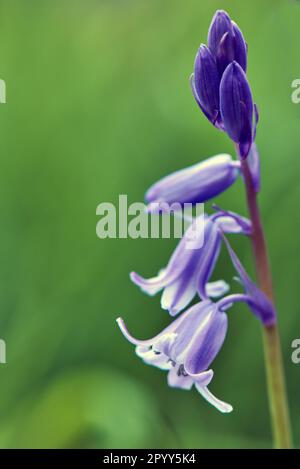 Bluebells, immagine macro Foto Stock