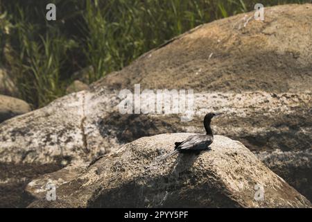 Cormorano nero indiano seduto su una roccia vicino ad un lago per asciugare è piume. I cormorani e gli shag sono uccelli acquatici che mangiano pesci. Si tuffano Foto Stock