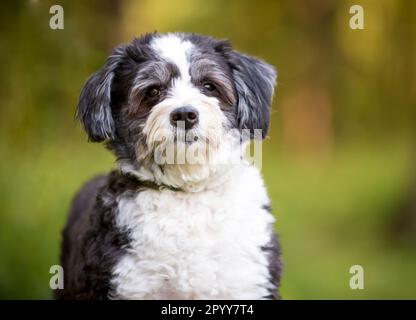 Un cane bianco e nero Shih Tzu x Poodle di razza mista guardando la macchina fotografica Foto Stock