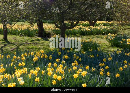 Narcisi primaverili, Sussex occidentale, Inghilterra Foto Stock