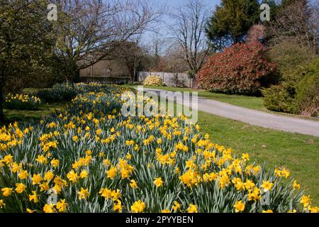 Narcisi in fiore vicino a Selsey e chichester, West Sussex, Inghilterra Foto Stock
