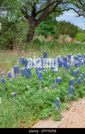 Un paesaggio primaverile in Texas come Bluebonnet, Lupinus texensis, fioriscono lungo il percorso. Foto Stock