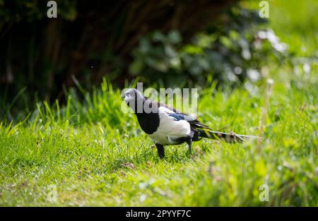 Adut Magpie o Pica pica. Foto Stock