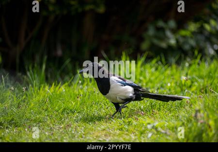 Adut Magpie o Pica pica. Foto Stock